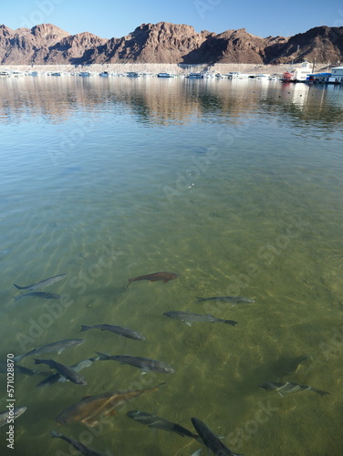 Photography Fish and wildlife in Lake Mead water near Las Vegas