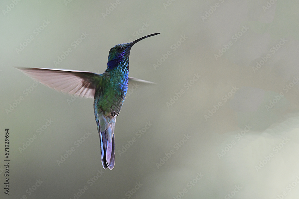 Fototapeta premium Hummingbird hovering