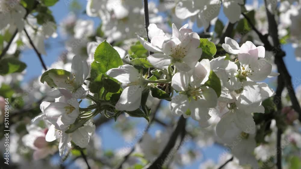 Closeup blossom apple tree branch with white flowers. Natural floral seasonal background Closeup blossom apple tree branch with white flowers. Natural floral seasonal background