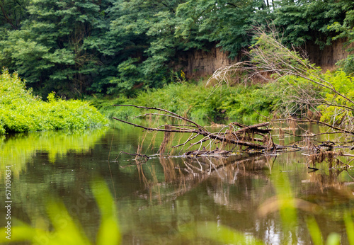 river reflection of branches and swamp