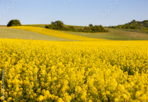 rape field in sunset wide angle