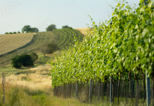vineyard green growing grapes hill