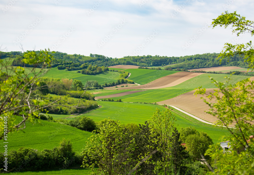green hills in spring field