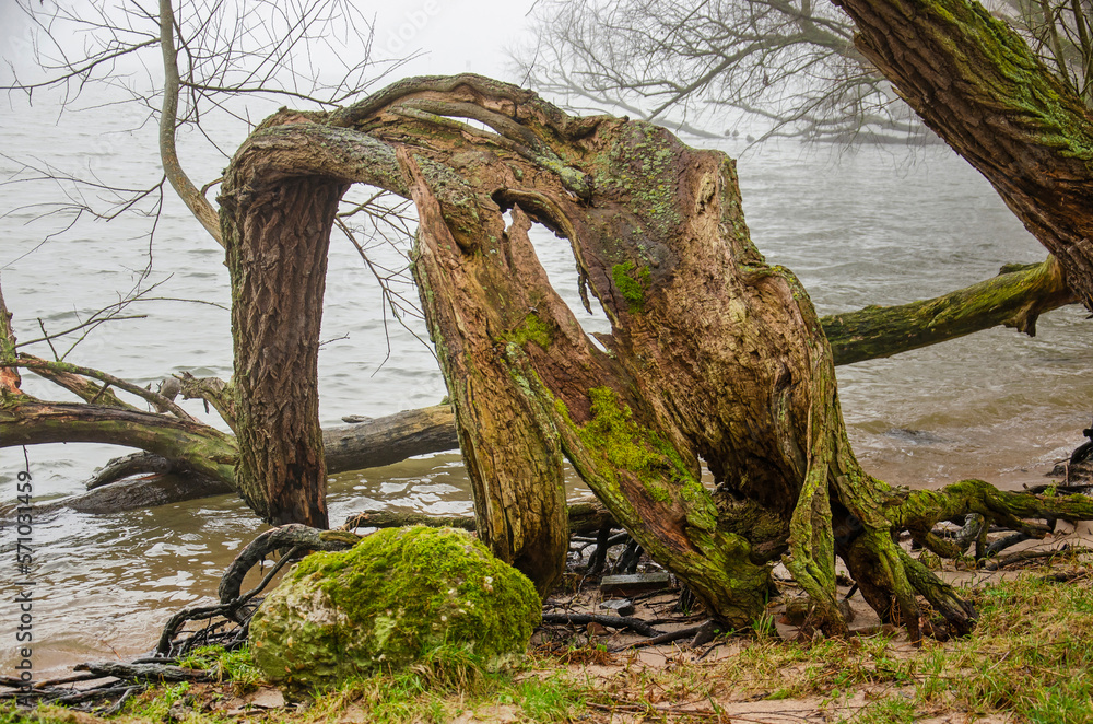 Odd-shaped hollow tree on the sandy shore of a river in Biesbosch national park near Dordrecht, The Netherlands