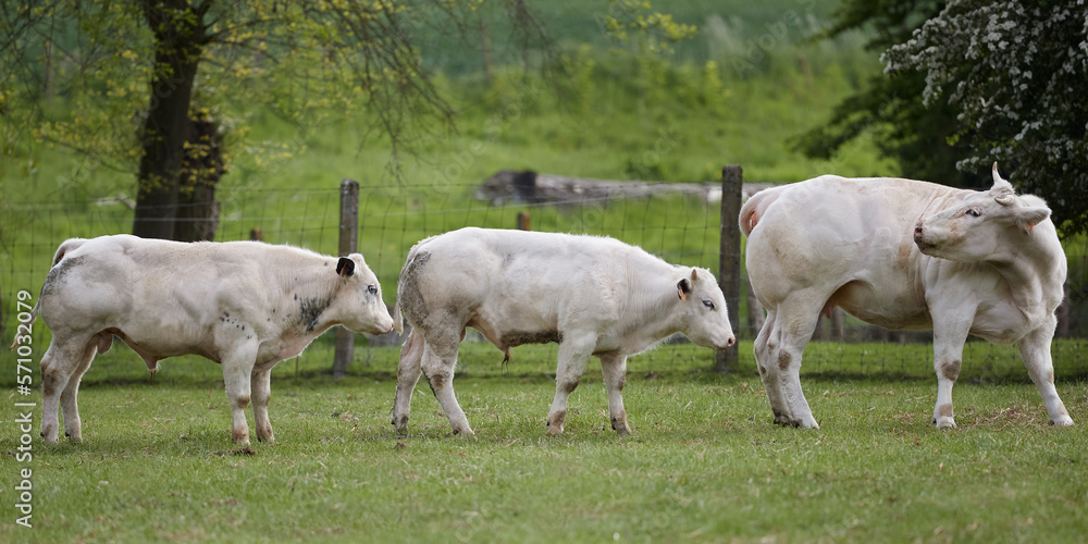 Fototapeta premium White female cow followed by two calves 