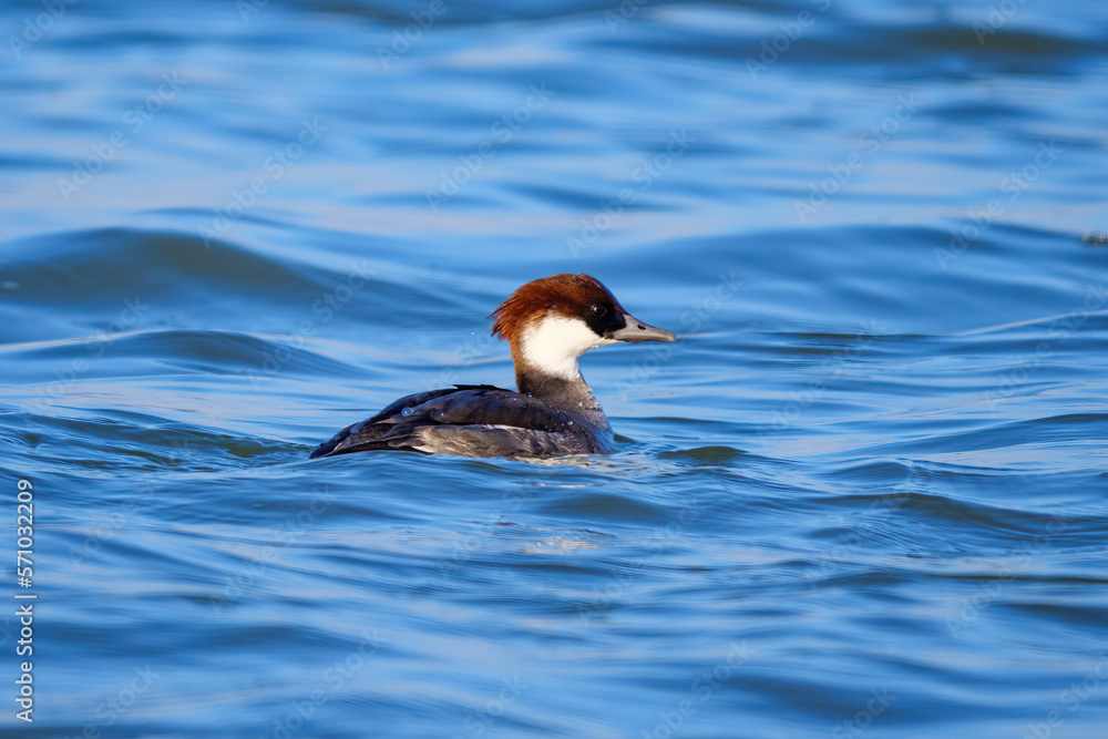 Smew - Mergellus albellus female on Danube river, Slovakia Smew - Mergellus albellus female on Danube river, Slovakia