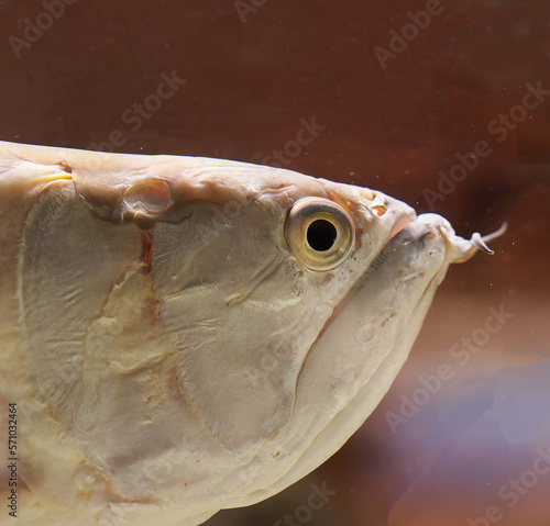 Silver arowana swims near surface of water in aquarium photo