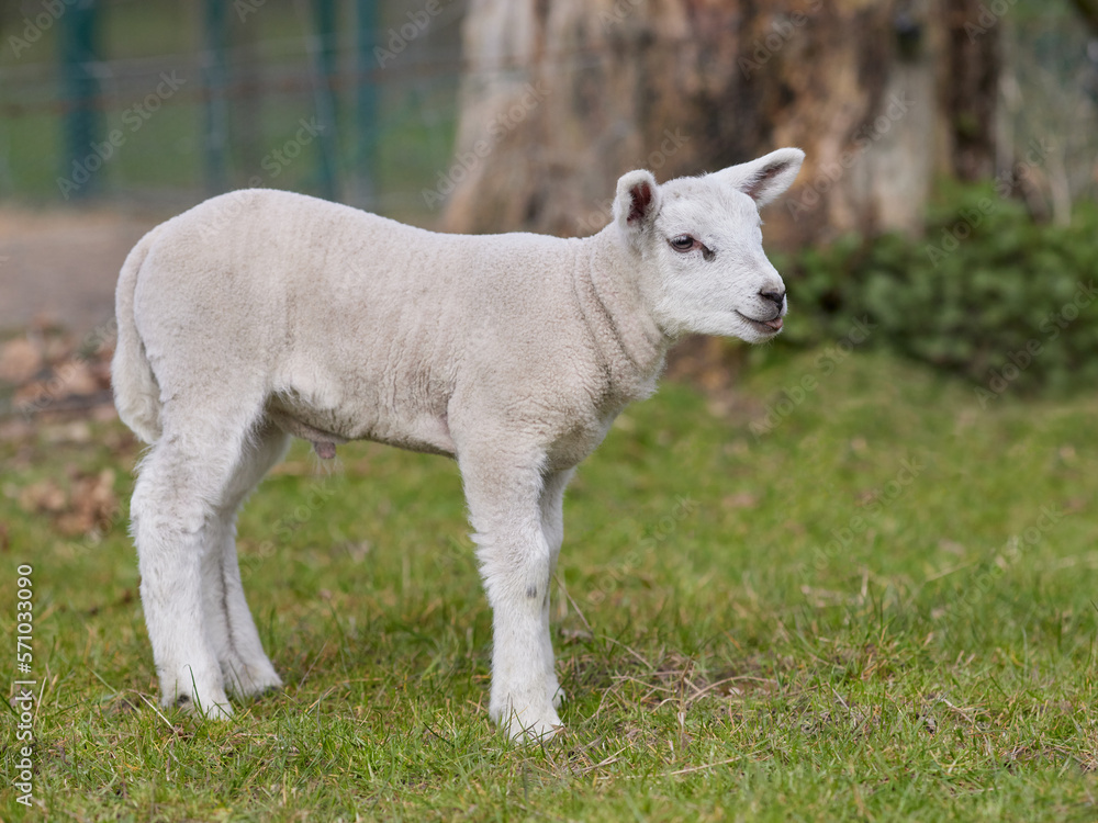 Obraz premium Young white lamb in the meadow
