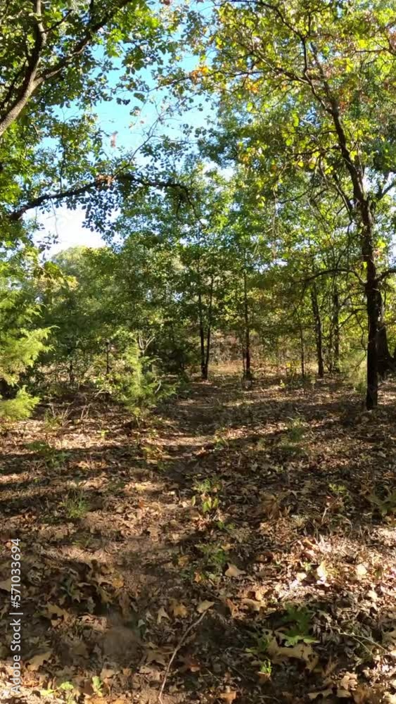 Vertical video of a slow walk under trees in early fall Vertical video of a slow walk under trees in early fall