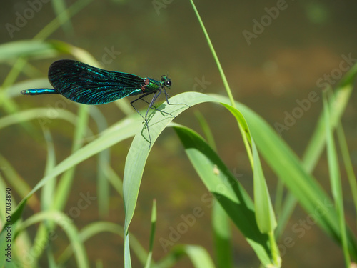 beautiful demoiselle