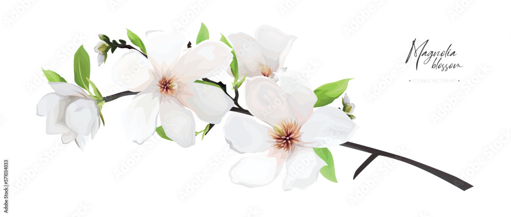 Magnolia tree branch with cream white flowers and green leaves. Elegant ...