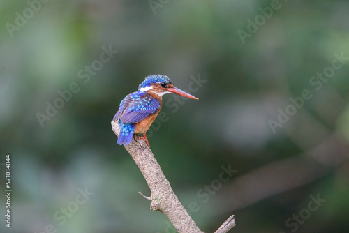 Malachite Kingfisher / Corythornis christatus in the rainforest of the Republic of Congo