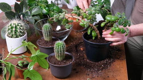 Female gardener planting Crassula plant or Pigmyweeds into new flowerpot. Close-up of hands putting soil into pot. Indoor planting and gardening concept. DIY home garden with cacti and succulent photo