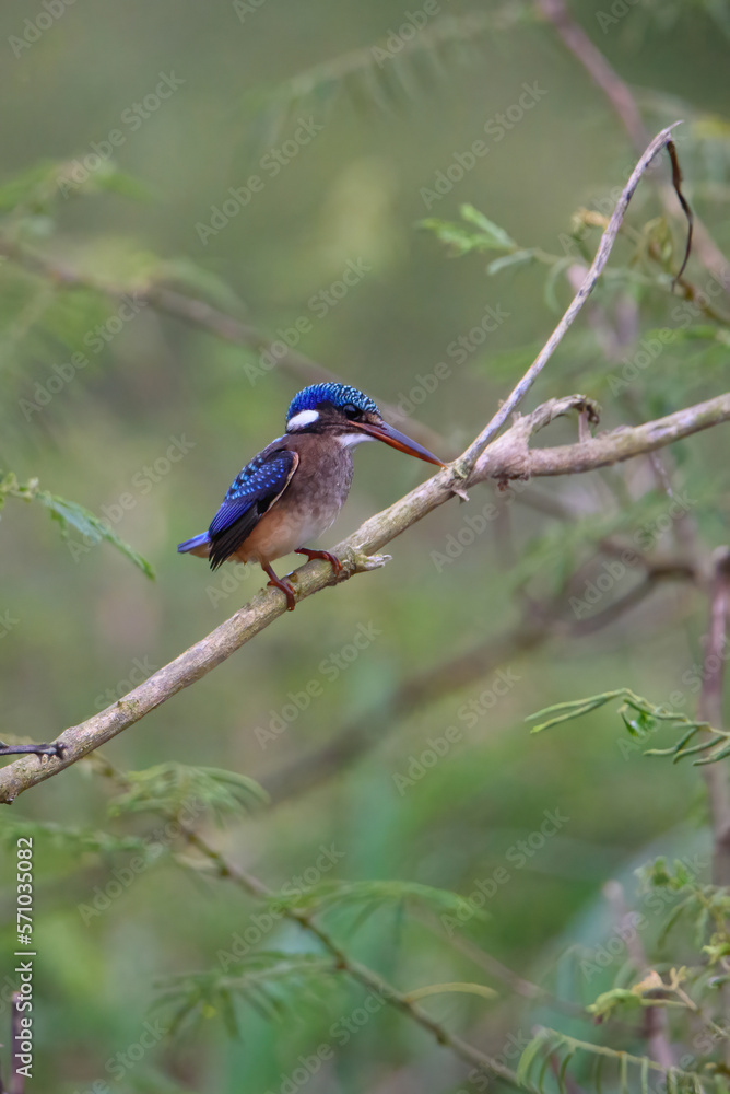 Juvenile Malachite Kingfisher sitting in Mimosa pigra thicket Juvenile Malachite Kingfisher sitting in Mimosa pigra thicket
