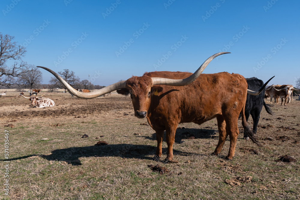 Orange Longhorn cow with long horns standing in ranch pasture Orange Longhorn cow with long horns standing in ranch pasture