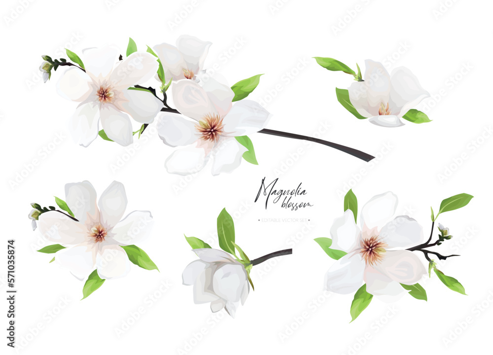 Fototapeta premium Cream white vector magnolia flowers, leaves branch bouquet editable elements set. Watercolor style spring hand-drawn illustration. Lovely wedding invite, Mother's Day, 8 march greeting card decoration