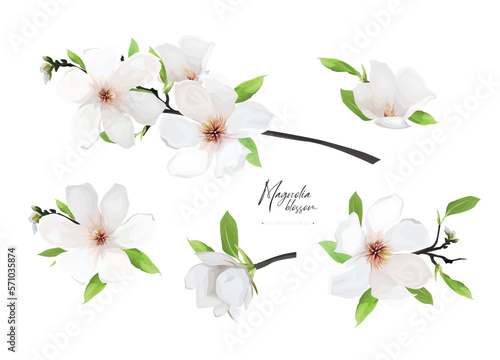 Cream white vector magnolia flowers, leaves branch bouquet editable elements set. Watercolor style spring hand-drawn illustration. Lovely wedding invite, Mother's Day, 8 march greeting card decoration