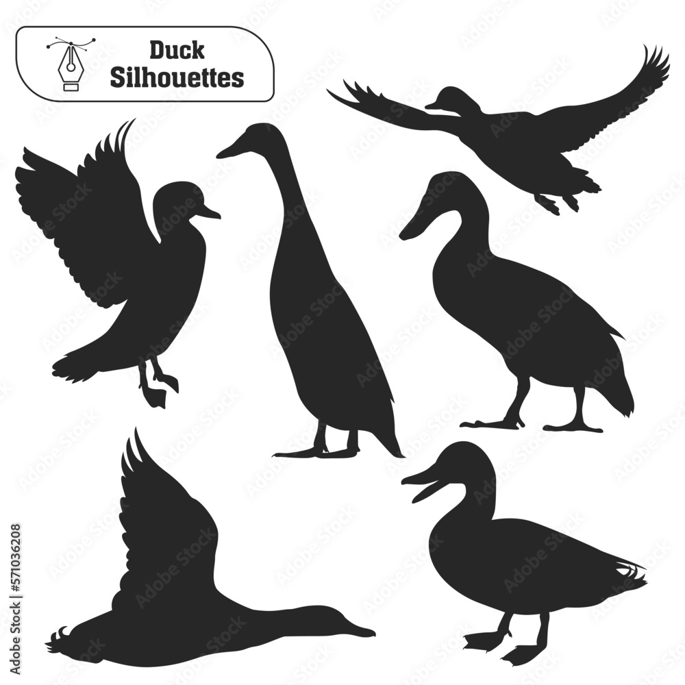 Fototapeta premium Collection of Animal duck silhouette in different poses