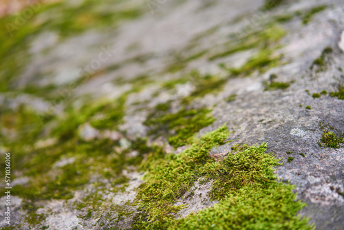 Moss green texture. Moss background. Green moss on grunge texture, background. Long web banner © Anna