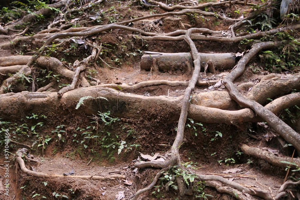 Obraz premium Roots of tropical trees and grass. Mountain trail in the jungle.