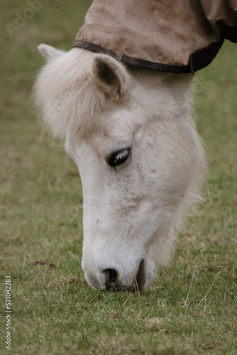 Portrait of white shetland pony eating grass on the field, closeup.