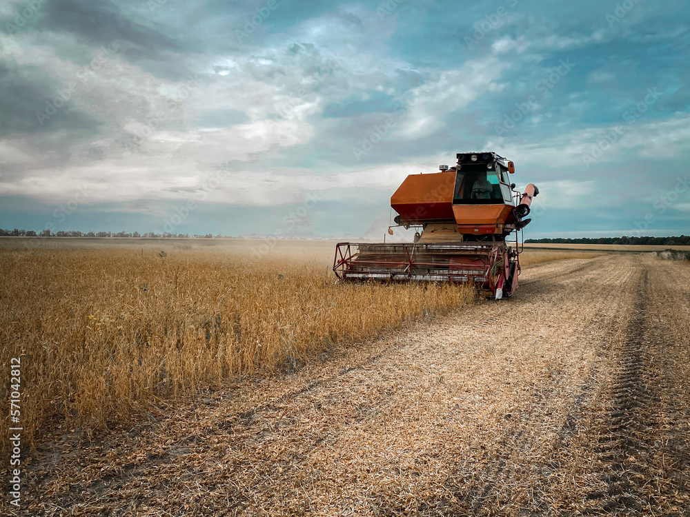 Fototapeta premium old combine harvester working on a field