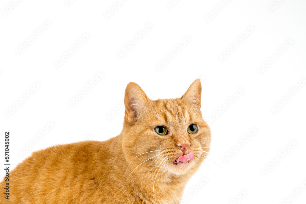 funny red tiger cat sticks out its tongue isolated on white