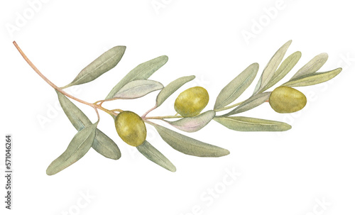 Olive tree branch watercolor.