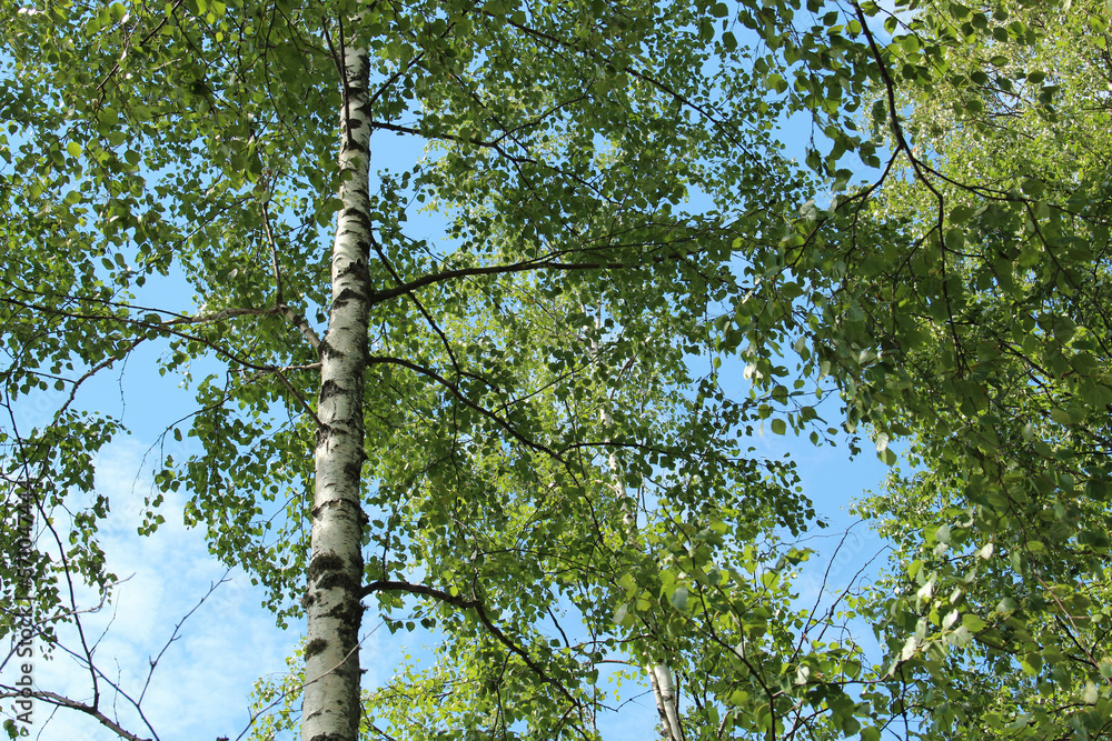 Fototapeta premium Part of a birch tree in summer