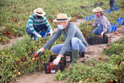 Group of seasonal workers in masks harvesting tomatoes, plants are damaged after heavy rain, natural disasters in agriculture concept