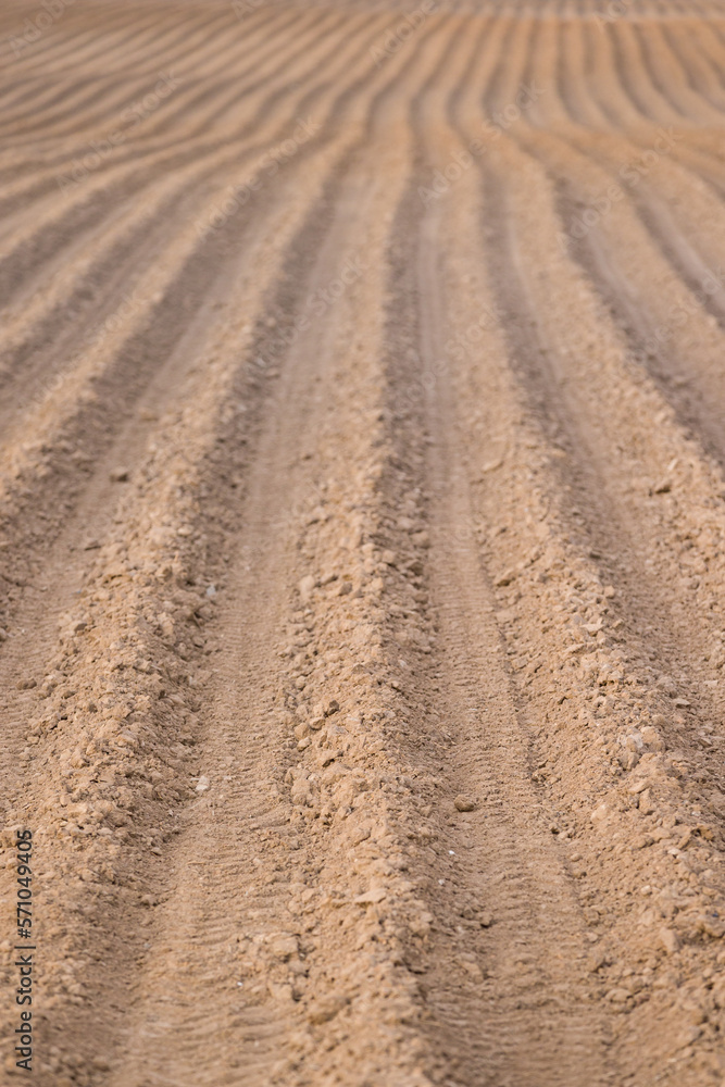 A lot of beds on a large plowed field. Agricultural land. Endless rows of beds leaving in the distance in the rays of the evening sun A lot of beds on a large plowed field. Agricultural land. Endless rows of beds leaving in the distance in the rays of the evening sun