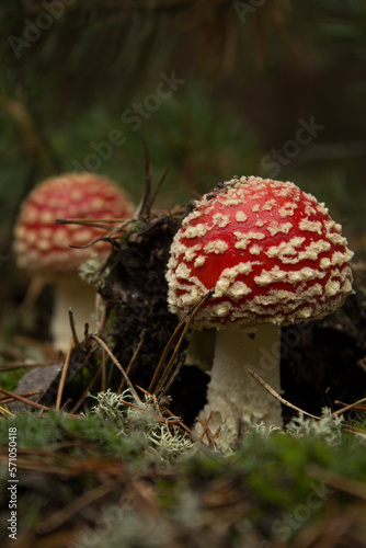 Red fly agaric under the moss. Forest and green moss. Amanita muscaria fly agaric
