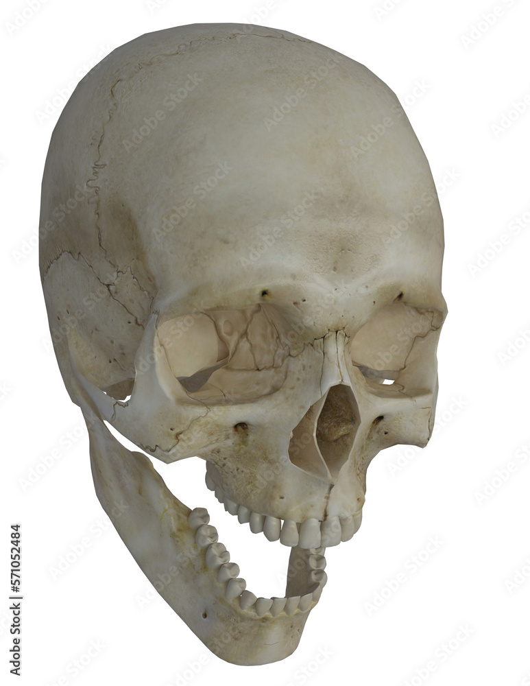 Obraz premium Human Skull With Open Jaw