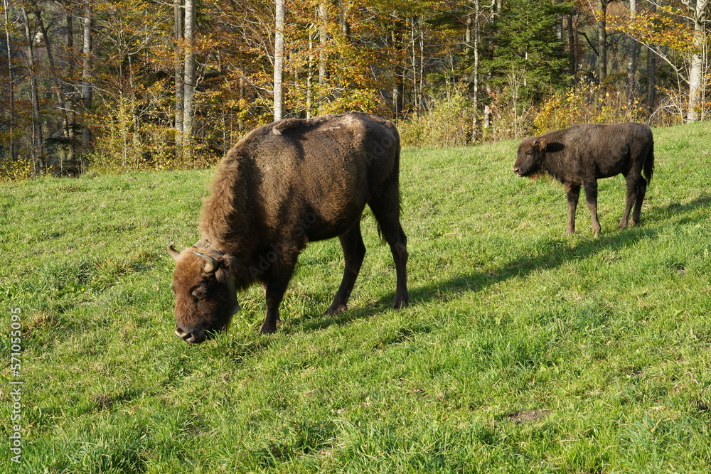One adult animal and one calf of wisent or European Bison, Bison bonasus in Latin which are living in western Switzerland in free nature, are feeding on grass during sunny weather in autumn season.