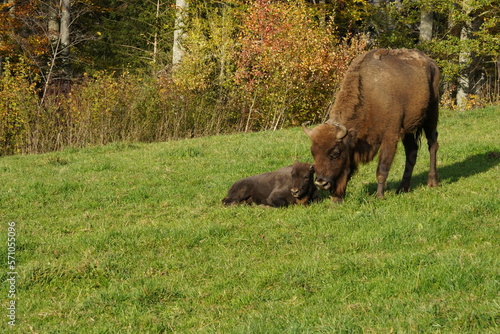 One adult animal of wisent or European Bison, Bison bonasus in Latin is feeding and one calf is lying in grass. They are living in western Switzerland in free nature and are observed in summer season.