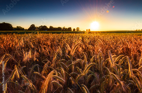 Sunset over a ripening wheat field in Northamptonshire photo