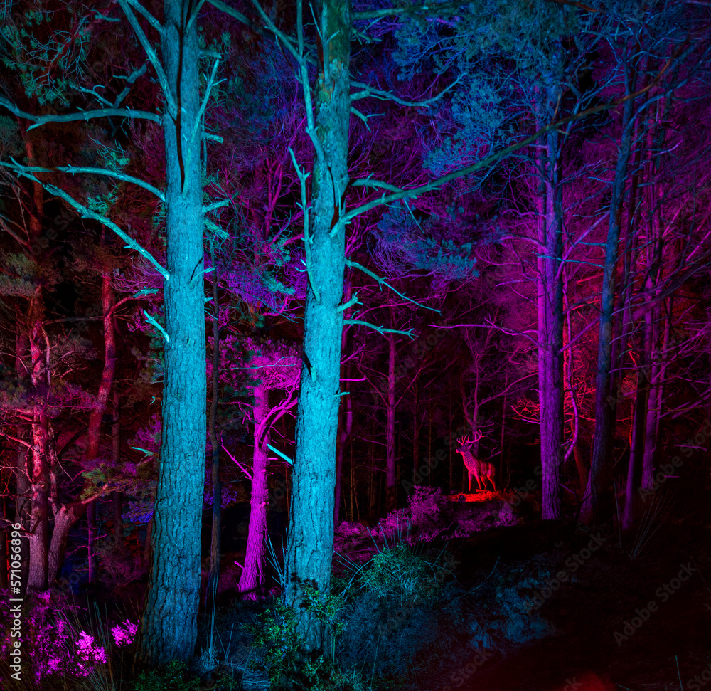 Fotografie Colourful Illuminations around the lake at Blue Pool in Dorset