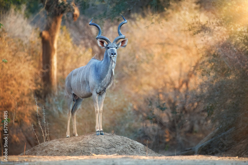 A massive male of greater kudu  tragelaphus strepsiceros  woodland antelope with twisted horns stands on a boulder and observes his surroundings. Safari in Mana Pools National Park  Zimbabwe.