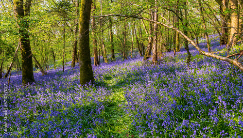 Fototapeta Naklejka Na Ścianę i Meble -  Sun streams through bluebell woods with deep blue purple flowers under a bright green beech canopy
