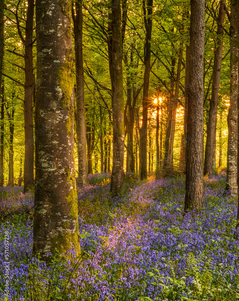 Sun streams through bluebell woods with deep blue purple flowers under a bright green beech canopy Sun streams through bluebell woods with deep blue purple flowers under a bright green beech canopy