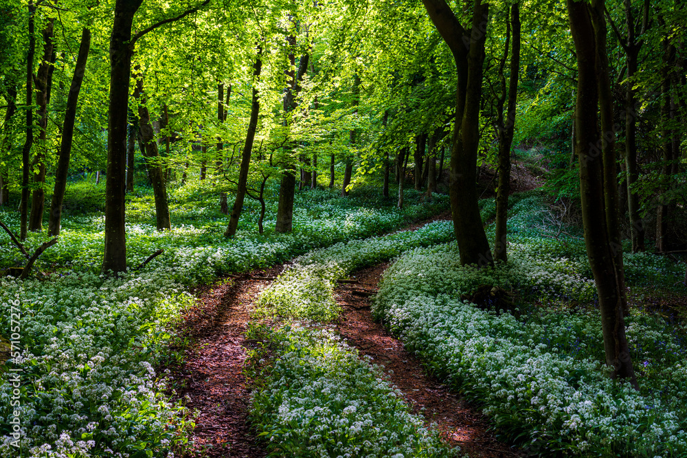 Obraz premium Sunshine illuminates a path through wild garlic in a Dorset woodland