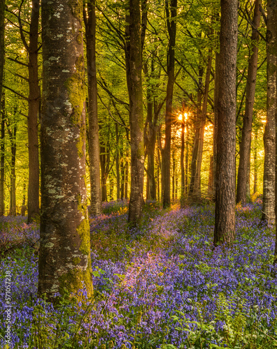 Sun streams through bluebell woods with deep blue purple flowers under a bright green beech canopy © allouphoto