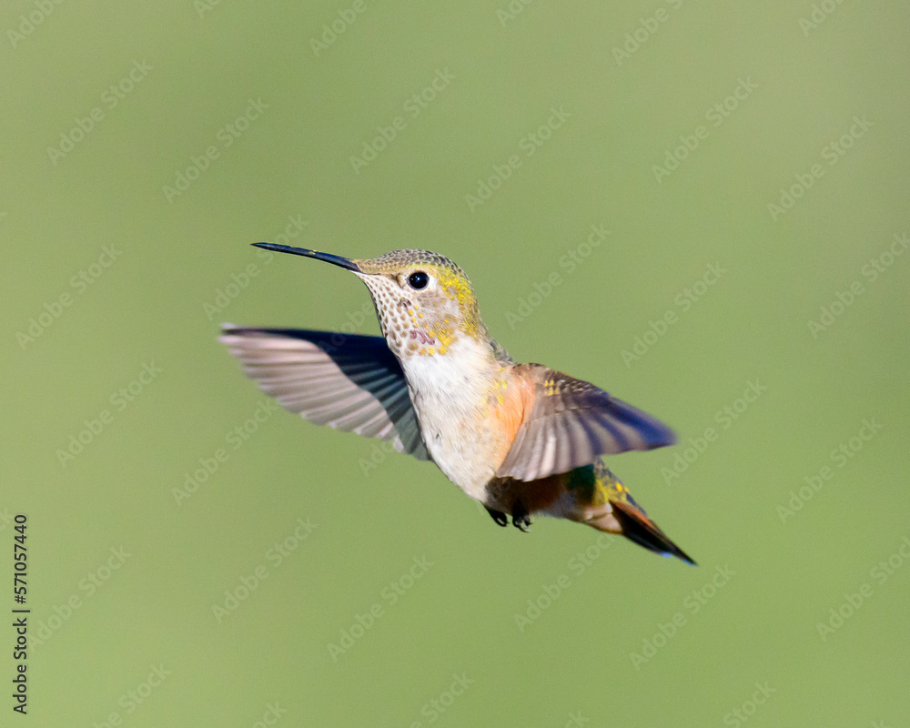 Fototapeta premium hummingbird in flight