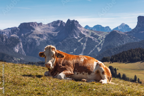 Cow laying on alpine pasture, Alpe di Siusi (Seiser Alm) in Val Gardena, South Tyrol, Dolomites, Alps, Italy. Mountains in the background. © Tereza