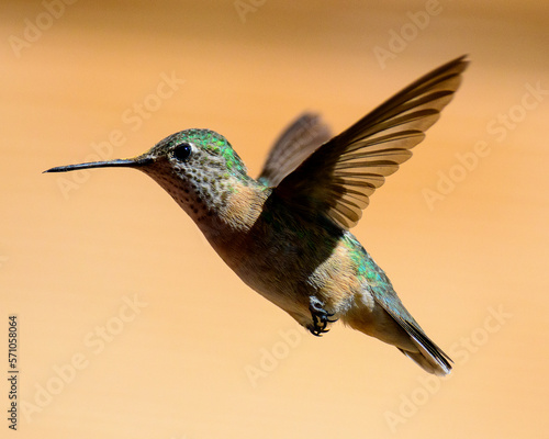 hummingbird in flight