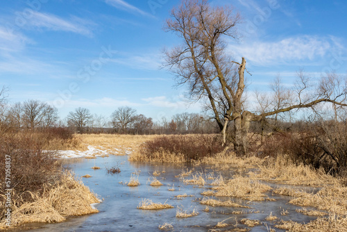 A frozen wetland and a box elder tree in the early spring with a blue sky and a field.