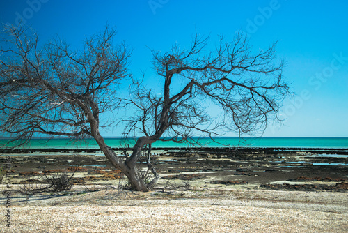 Hamelin pool dry dead tree drought