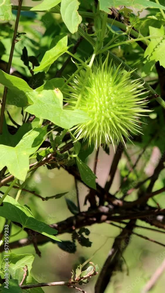 Green immature large spheric-oblong spiny trichomatic dehiscent capsule ...