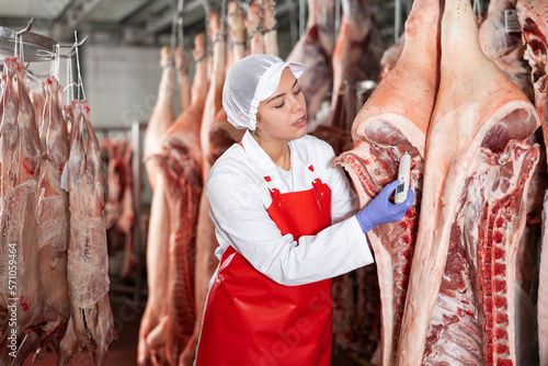 Interested young woman in white coat and red apron working in butchery cold warehouse, checking temperature of hanging raw dressed pork carcasses .. © JackF