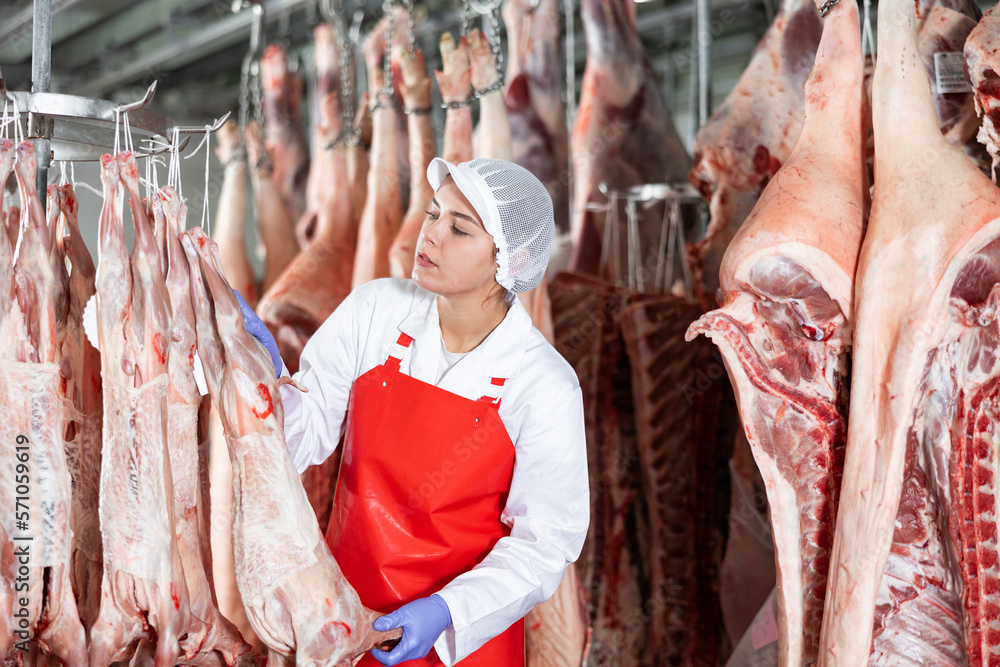 Smiling young female butcher shop worker checking fresh raw dressed lamb carcasses hanging on hook frame in cold storage room